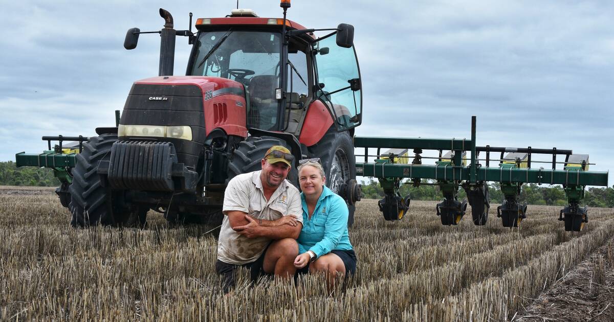 Emerald farmers delay Xmas holidays to plant sorghum after 'timely' rain