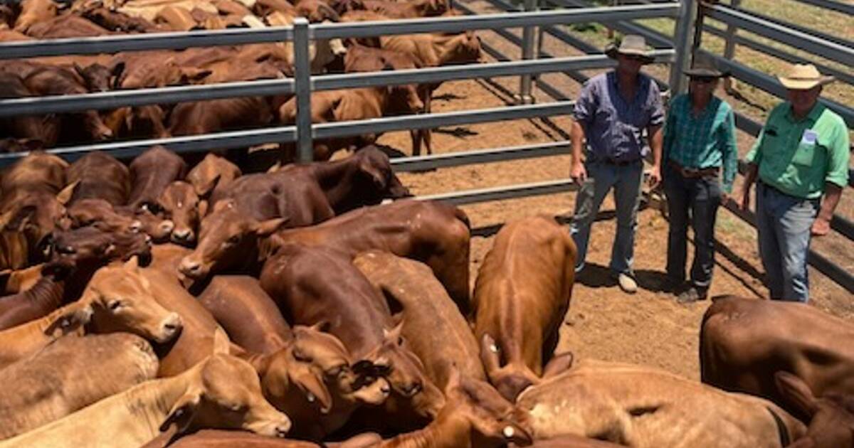 Hughenden heifers find ready market at Blackall