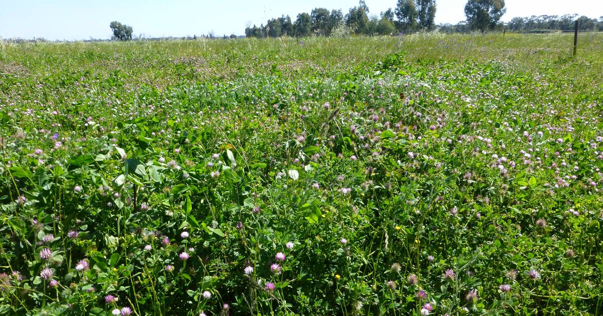 Choosing pasture legumes for next autumn sowing