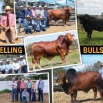 Ground cover a key for pasture management in drier times