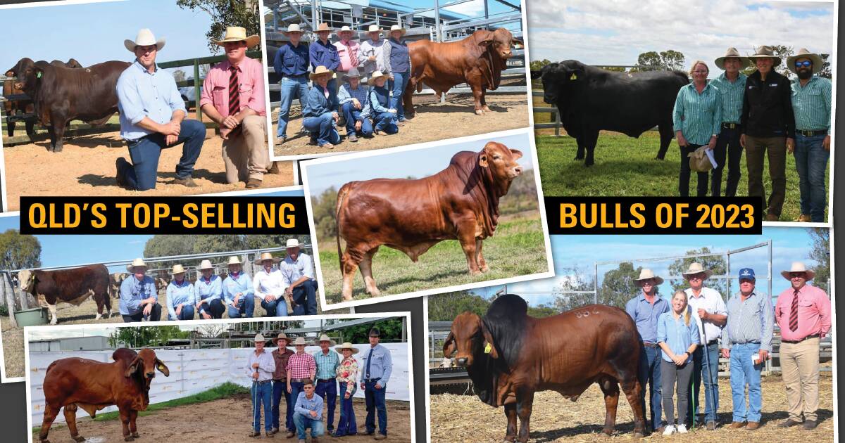 Bulls that sold for $100k or more in Queensland in 2023