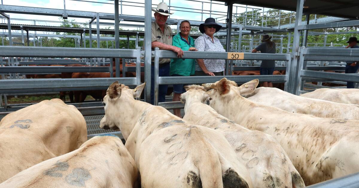 Cows and calves hit $1300 at Beaudesert