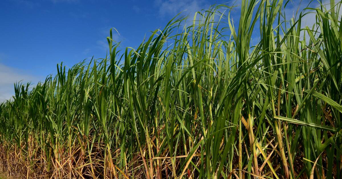 Sugar company's charity status questioned by Productivity Commission