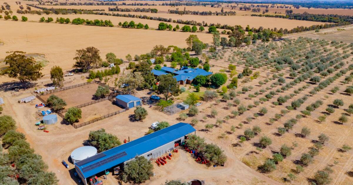 Parafield presented with a 24ha award winning olive grove