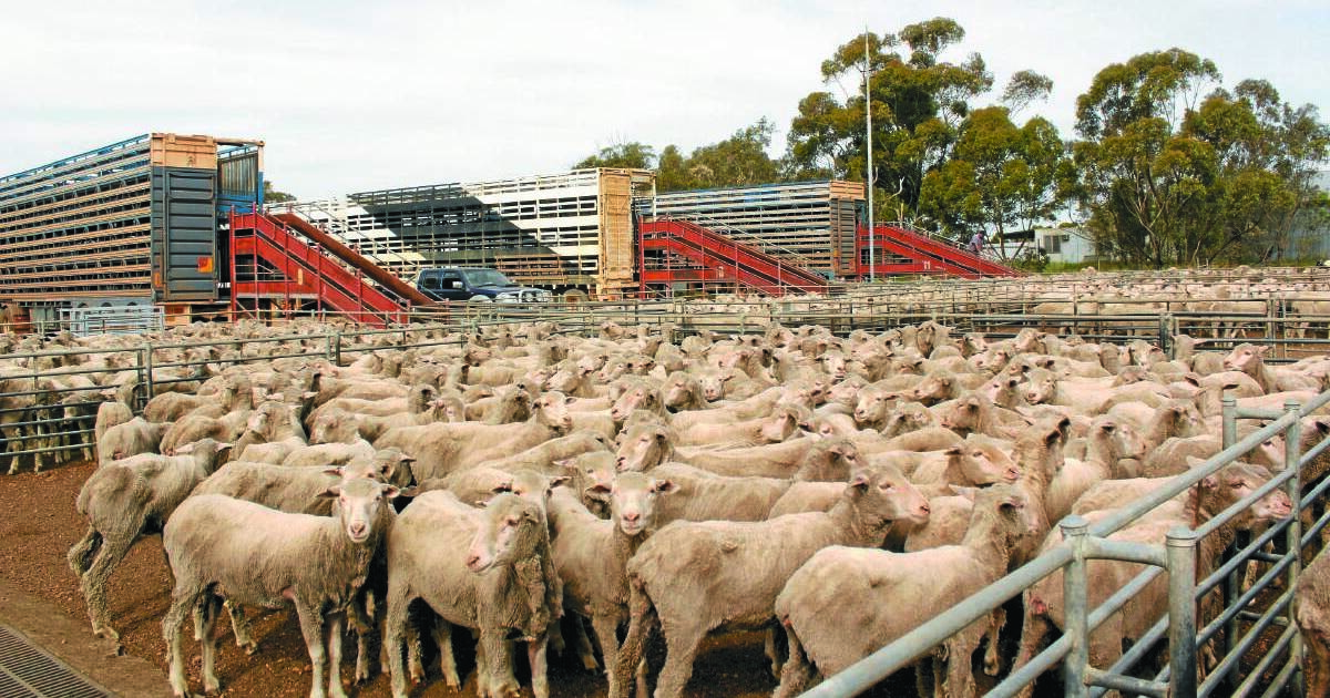 Australia renews sheep trade with Saudi Arabia | The Land