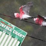 NQ council declares leucaena a pest