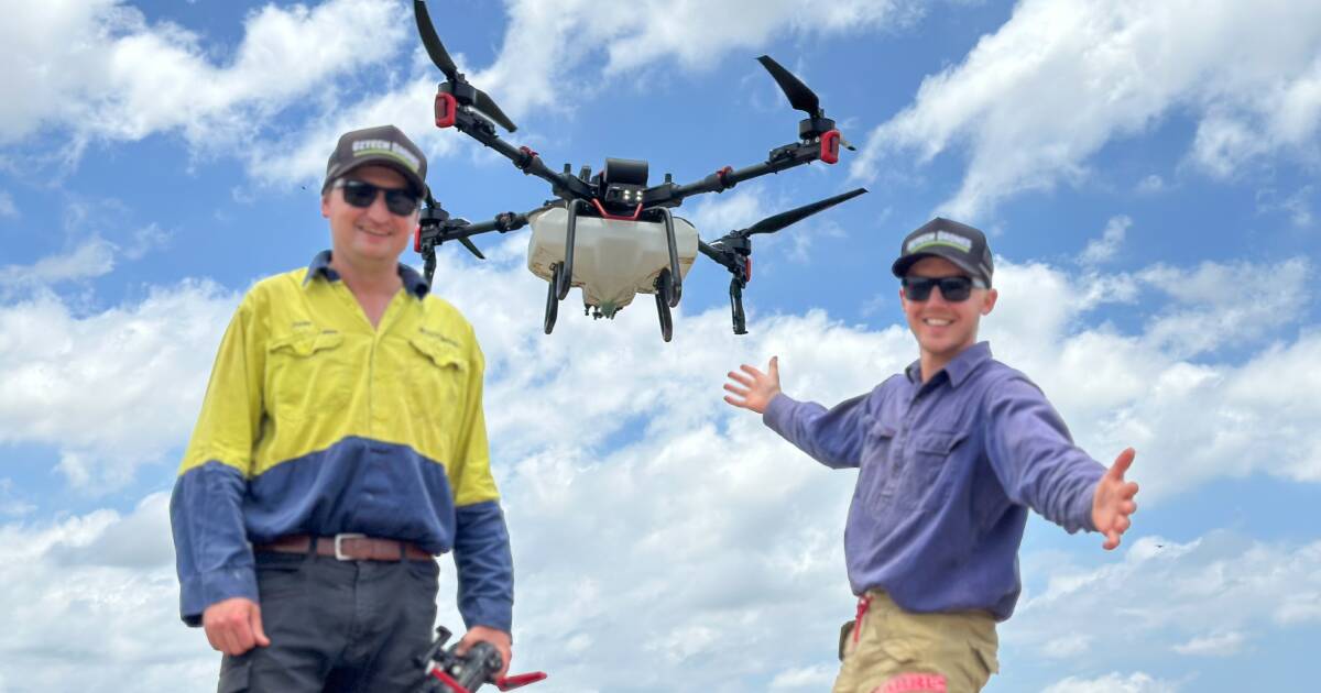 Drones spraying chilli were used to protect newly planted sugar crops from hungry roos this season | Queensland Country Life