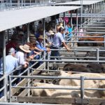 Bar H Wagyu online sale captures interest from interstate buyers