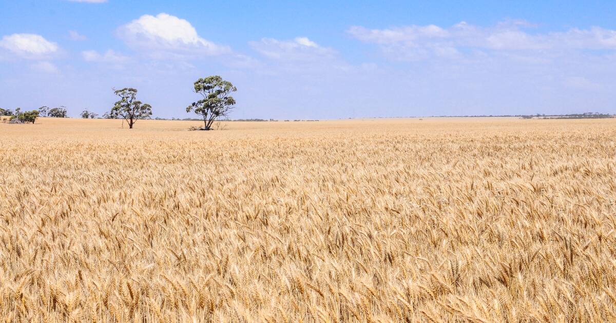 Wheat quality holds up against widespread rain