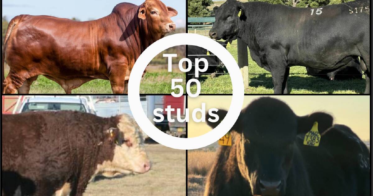 The 50 best beef bull studs in Australia in 2023 | Farm Weekly