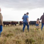 Pre-Christmas lamb price improvement could be start of uphill glide