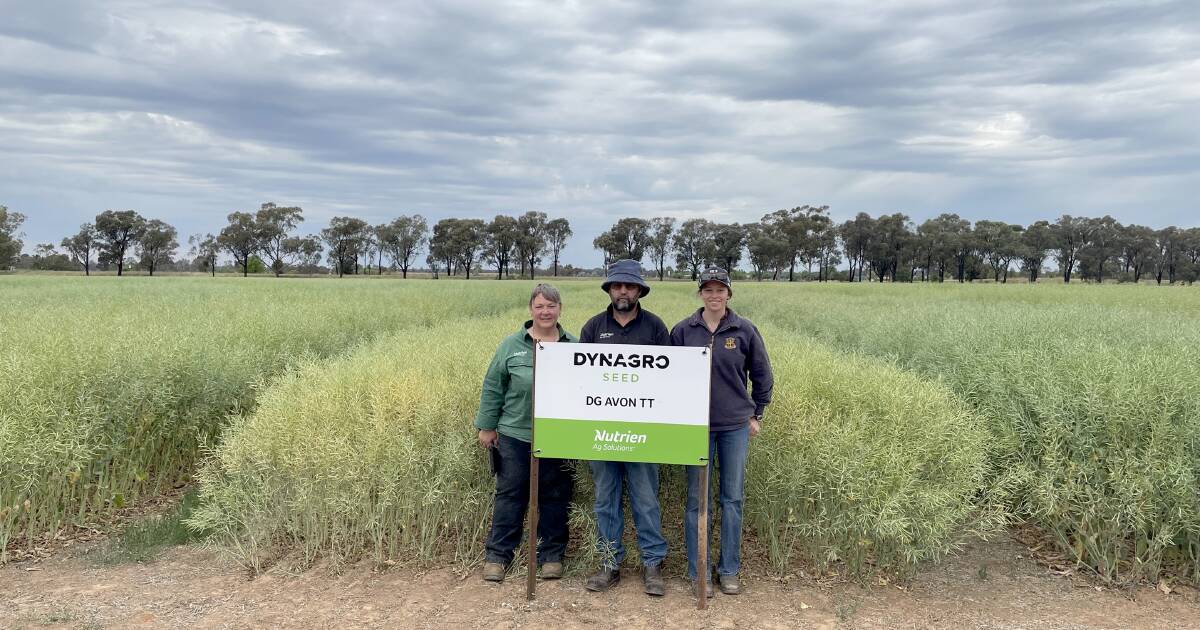 Early season canola variety hits market | Farm Weekly