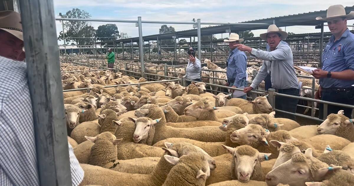 Lambs prices bounce up $60 a head at Wagga Wagga