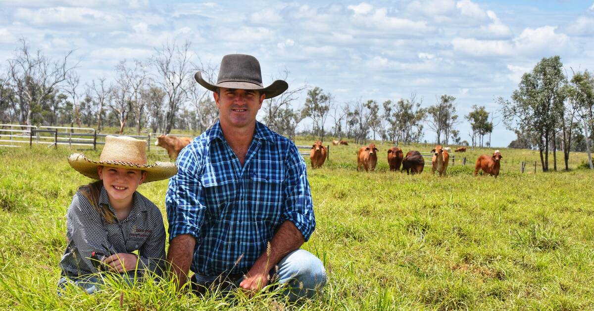 Clermont bullock finishers share key to their thriving beef success