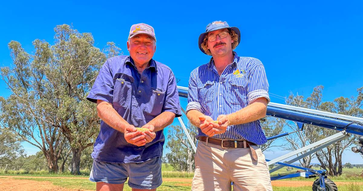 Barana bumper crop exceeds expectations in Warrumbungle region