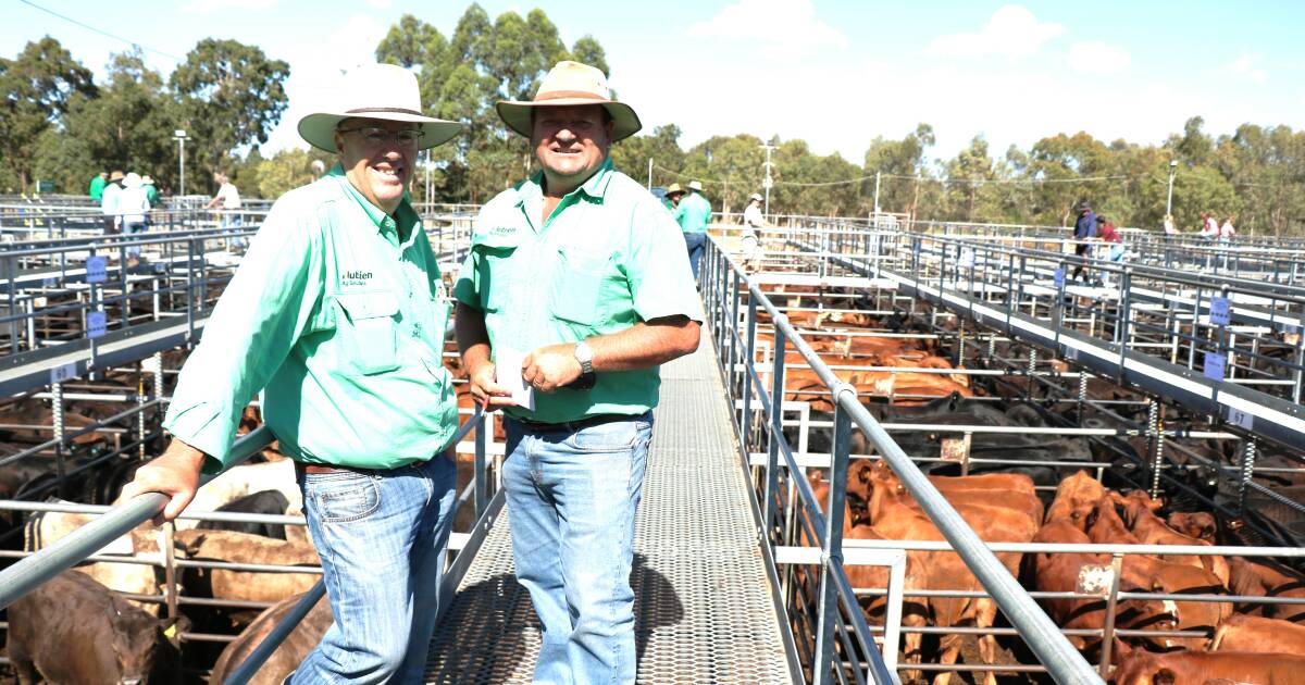 Weaner beef steers top the buying sheets at Boyanup saleyards