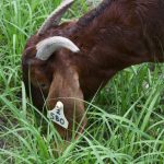 World’s first fully-automated beef boning program a step closer