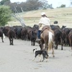 'Off the charts,' meet the business processing tens of thousands of animals in lead up to Christmas