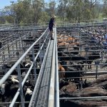 Tractors make to $200,000 at NSW clearing sale