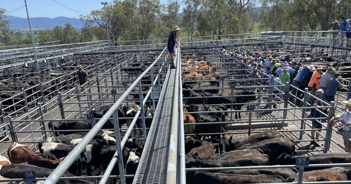 Buyers chase well-bred weaners at Bega