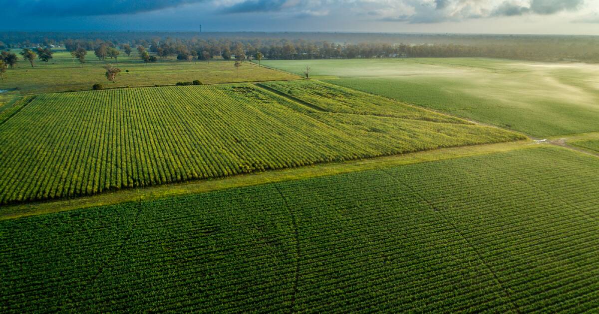 Quality Maryborough cane farms hit the market