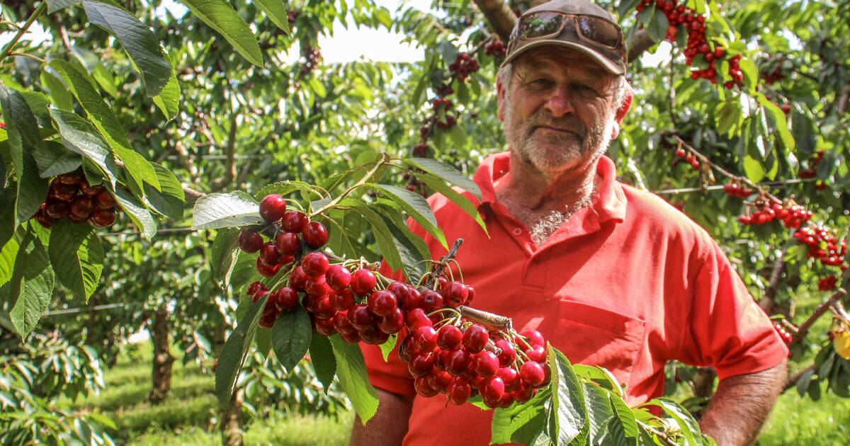 Mixed bag for cherry season after rain damages early varieties