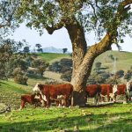 Walcha's 660 wind turbine developments divide a once-strong community