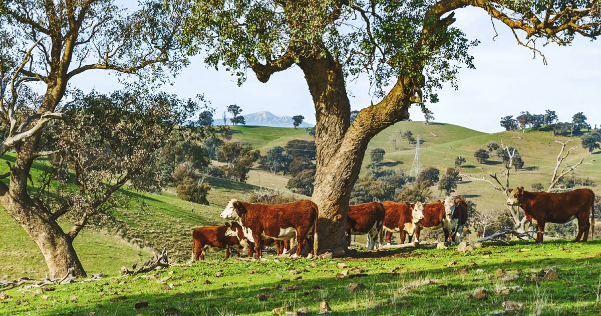 Explore prime farms across Australia – grazing, grain, cattle and macadamias | North Queensland Register