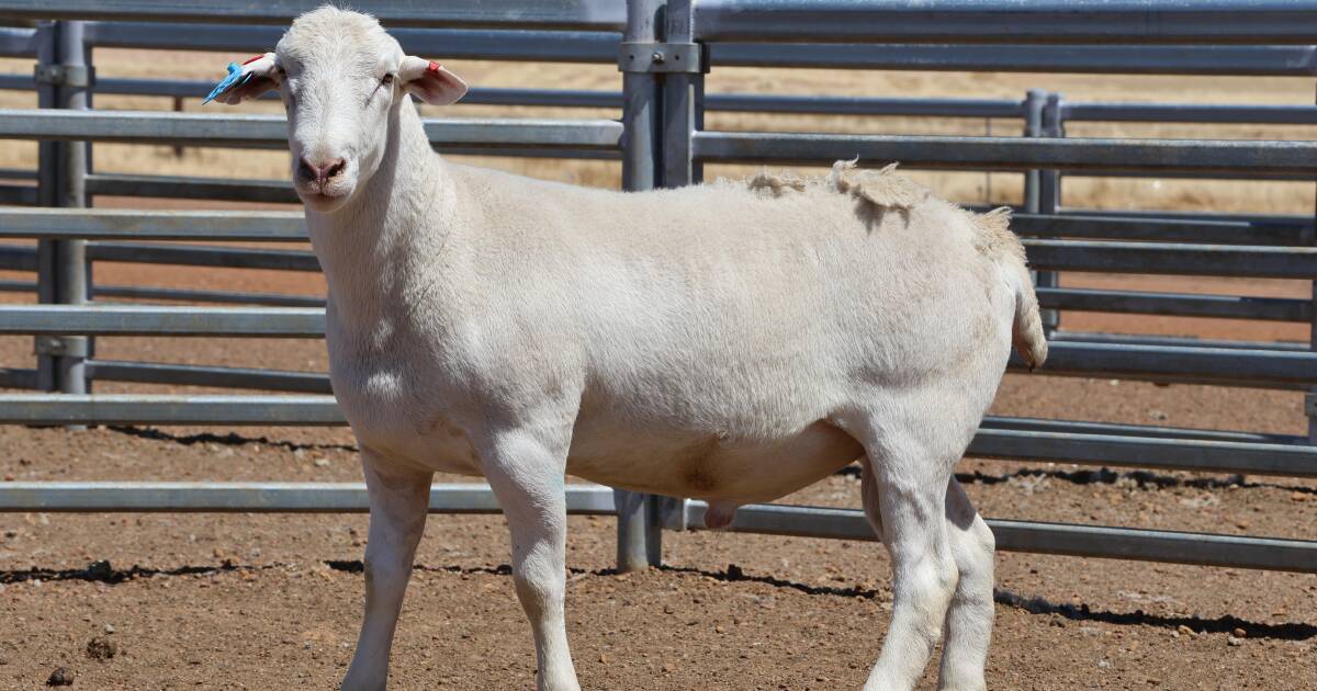 UltraWhite ram makes $1500 at sale