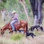 The three key drivers of productivity in northern beef herds