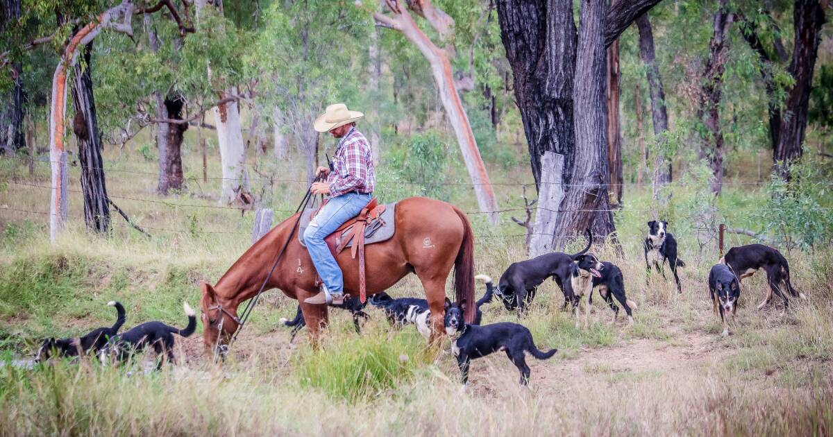 Double agent: Ray White Gracemere’s Gary Wendt and his Border collies | Queensland Country Life