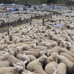 Coorow cropping and livestock opportunity awaits