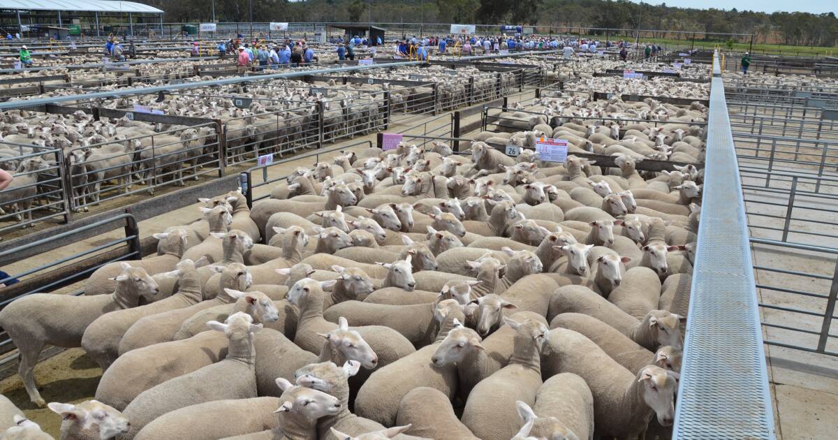 SA government reduces tag costs for eID sheep and goat identification | The Land