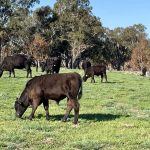 CQ croppers still waiting on fair share of rain