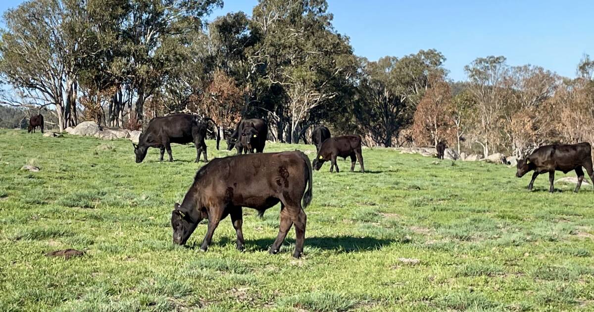 Livestock facing new risks due to 'green drought'