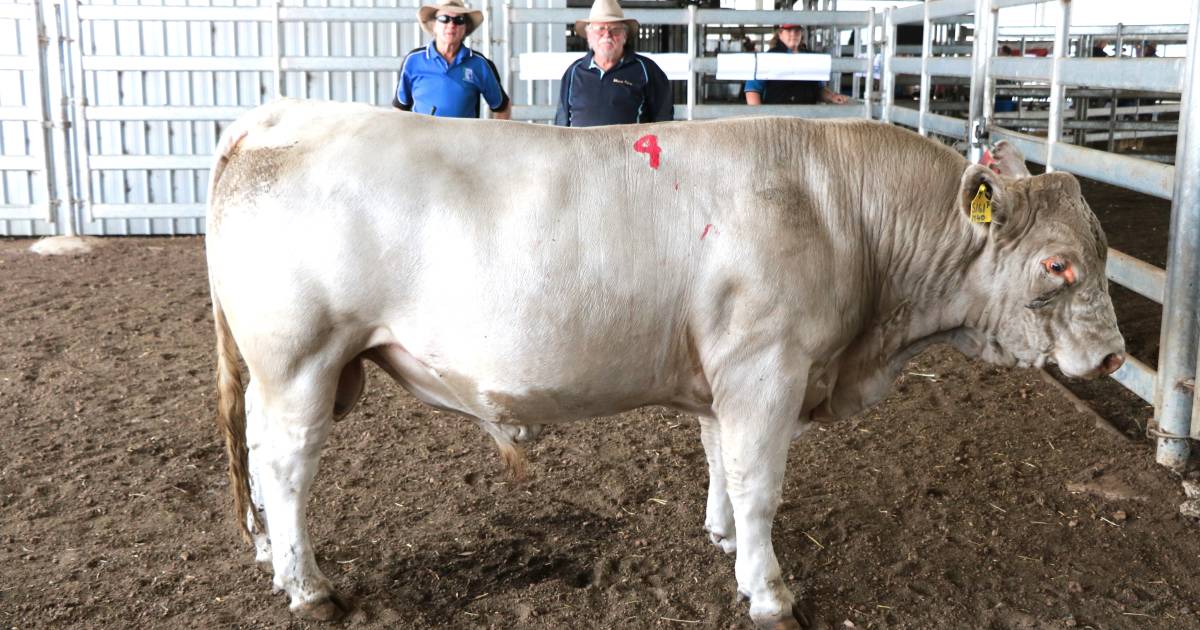 Bardoo Charolais sale tops $8000 twice