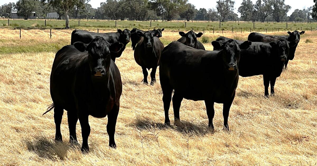 PTIC beef heifers specially selected for Boyanup sale