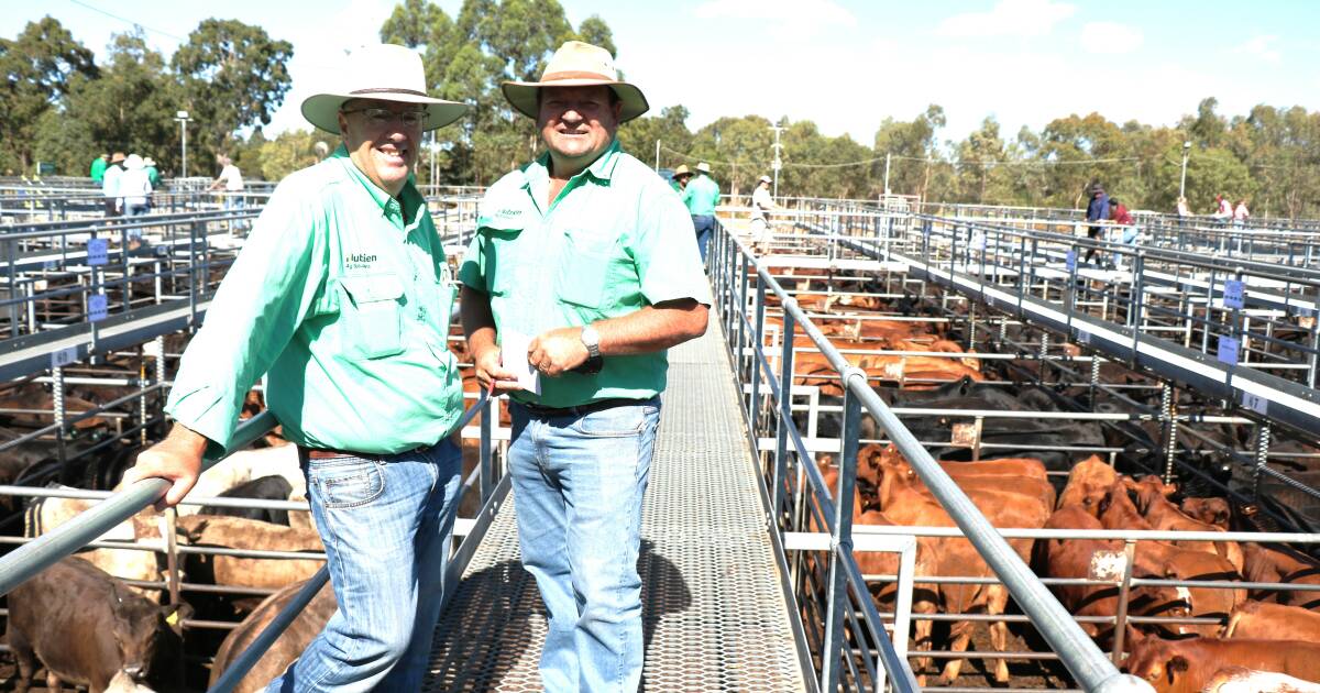 Weaner beef steers top $1006 at Boyanup