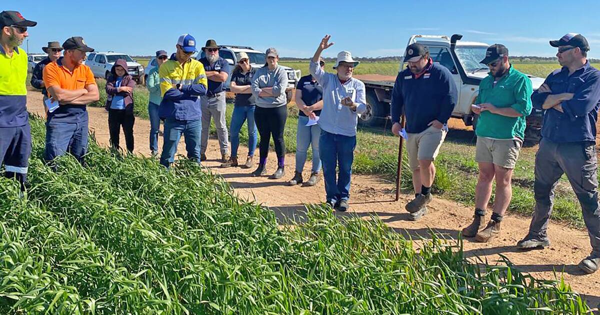 Boost Productivity of Acidic Soils: Gypsum and Lime Trial Results | Farm Weekly