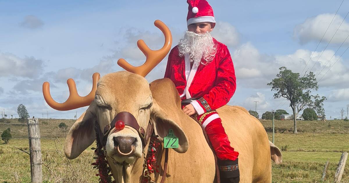 BTS Cavalier gets into the Christmas spirit | Queensland Country Life