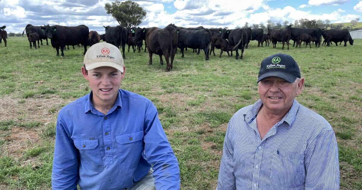 Genetic advances in the Killain Angus herd due to in-vitro fertilisation