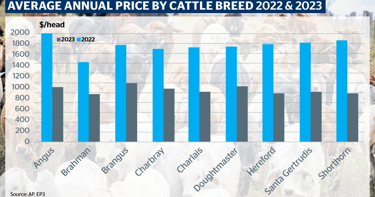 Which cattle breeds weathered the market downturn the best