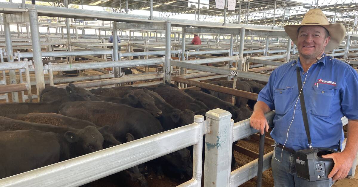 Angus cows sell to $1560 at Yass