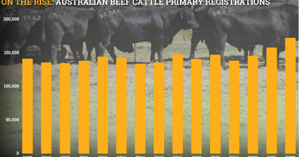 Australian Registered Beef Cattle Association records a spike in 2022 | The Land