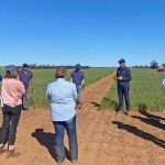 Buyers chase well-bred weaners at Bega