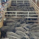 Restocker steers in demand at Eumundi