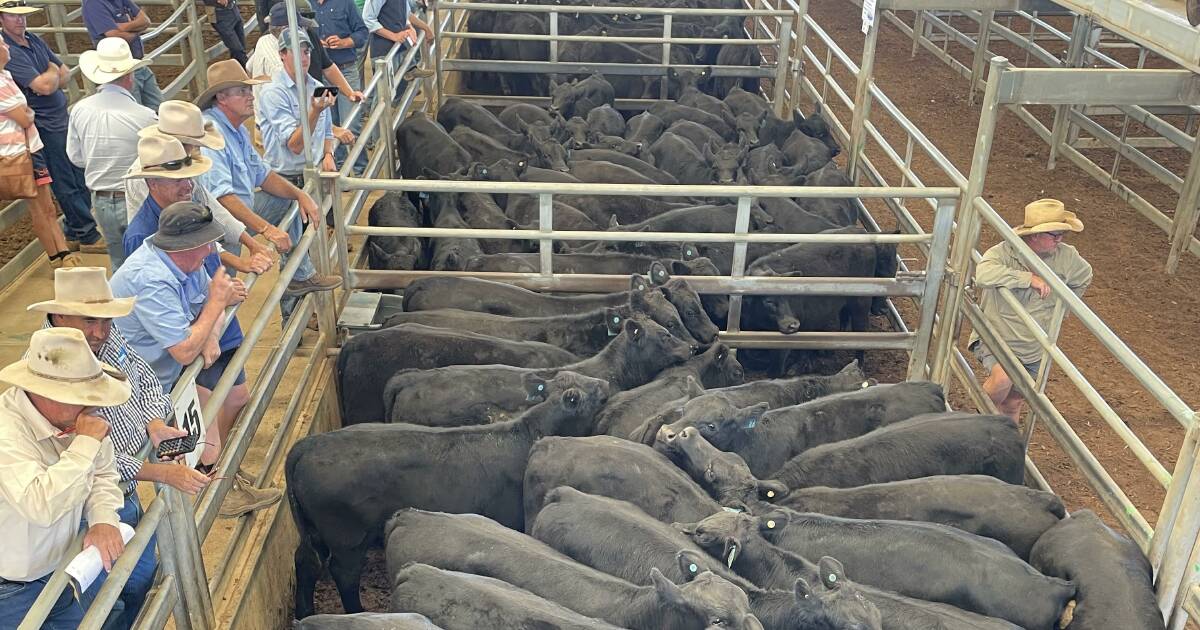 Forbes cows with calves sell to $2320