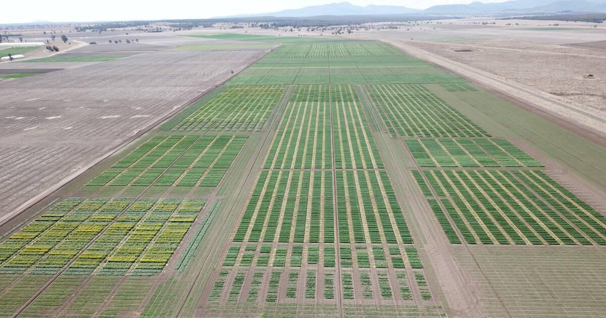 New cereal varieties for next year