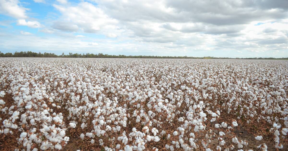 'It's got to stop': Calls for vigilance as crops hit by spray drift