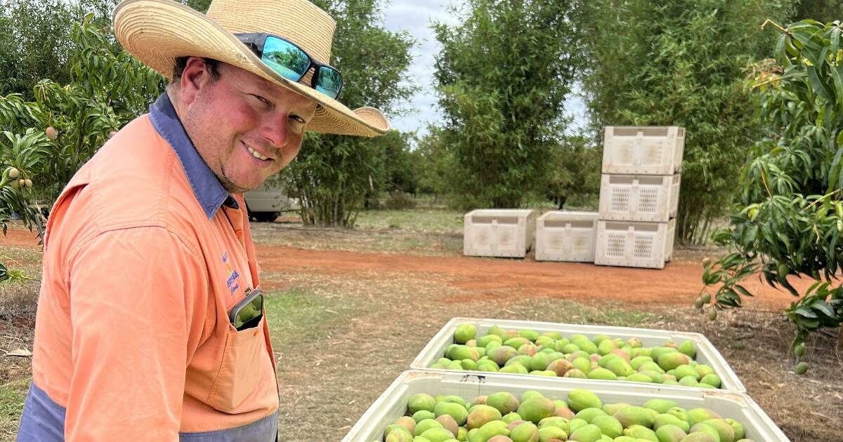 Gayndah citrus growers take a chance on mangoes | Queensland Country Life